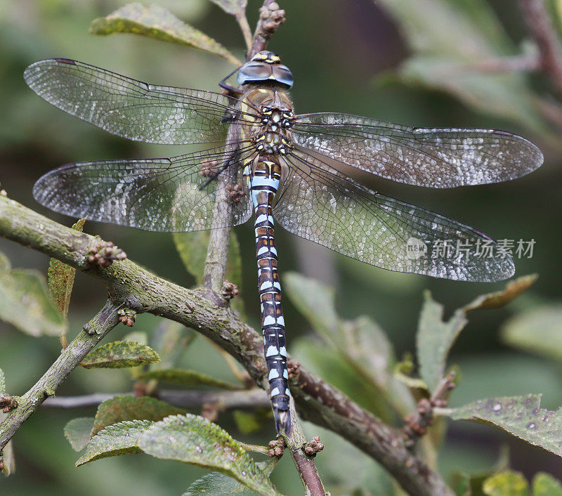 迁徙小贩蜻蜓(Aeshna mixta)雄性